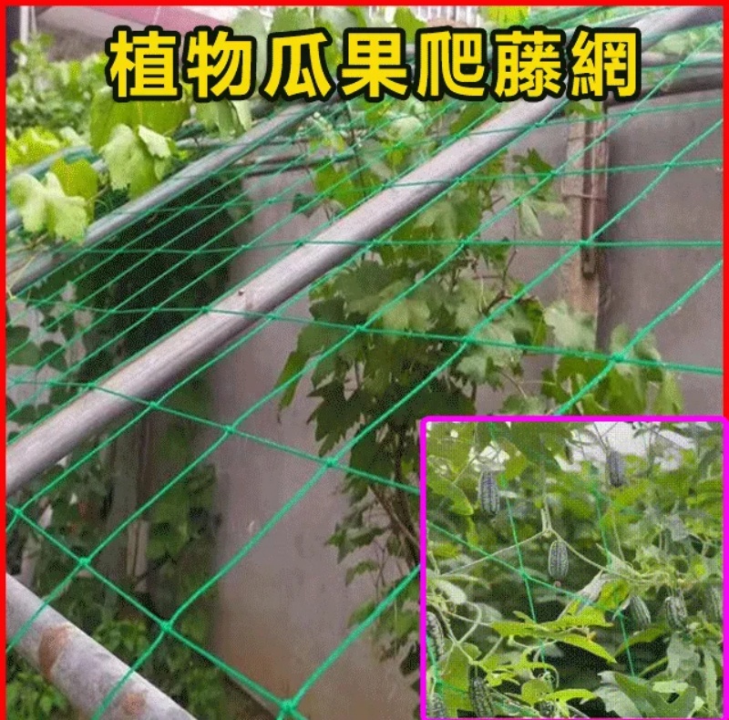 植物爬藤網